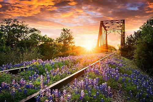 SF1762 Temp Glass w/Foil - Bluebonnet Rails (60x40) by Classy Art