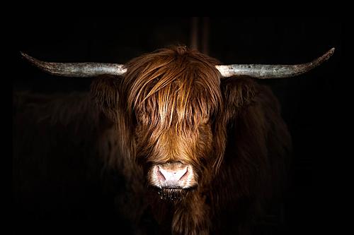 SF1764 Temp Glass w/Foil Highland Cow on Black (60x40) by Classy Art