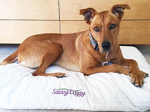 Savvy Doggy Pet Bed by Savvy Rest