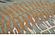 Cove Seafoam Ferns Area Rug by KAS Rugs