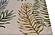 Cove Ivory Ferns Area Rug by KAS Rugs