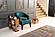 Alfa Bookcase, Walnut by Furnia Furniture