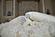 Furnish Home Store Twin Size Premium New Zealand Washable Wool Comforter in White by Furnia Furniture