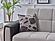 Dublin Boss Cream Armchair by Bellona