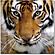Wall Art Tiger by J&M Furniture
