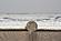 Lucia Ivory Seashore Area Rug by KAS Rugs