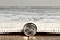 Roxy Grey Portica Area Rug by KAS Rugs