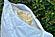 MyLatex 100% Natural Latex & Natural Cotton Pillow by Sleep & Beyond