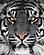 SF1225 Floating Tempered Glass with Foil (40x60) by Classy Art