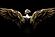 SF1407 Temp Glass w/Foil - Wing Spread (60x40) by Classy Art
