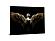 SF1407 Temp Glass w/Foil - Wing Spread (60x40) by Classy Art