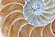 SF1454 Tempered Glass w/Foil - Nautilus Shell (40x60) by Classy Art
