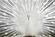 SF1508R Tempered Glass w/Foil & Rhinestones - White Peacock (40x60) by Classy Art