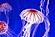 SF1582 Tempered Glass w/Foil - Jelly white (40x60) by Classy Art