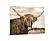 SF1586 Temp Glass w/Foil - Highland Cow 1 (40x60) by Classy Art