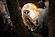 SF1612 Temp Glass w/Foil - Night Owl (40x60) by Classy Art