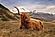 SF1616 Temp Glass w/Foil - Highland Cow 2 (40x60) by Classy Art