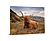 SF1616 Temp Glass w/Foil - Highland Cow 2 (40x60) by Classy Art