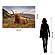 SF1616 Temp Glass w/Foil - Highland Cow 2 (40x60) by Classy Art
