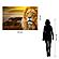 SF1656 Temp Glass w/Foil - Lion Safari (40x60) by Classy Art