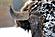 SF1682 Temp Glass w/Foil - Snowy Bison (60x40) by Classy Art