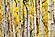 SF1684 Temp Glass w/Foil - Yellow Aspen (60x40) by Classy Art