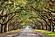 SF1720 Temp Glass w/Foil - Oak Alley (60x40) by Classy Art