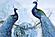SF1740R Temp Glass w/Foil & Rhinestones - Peacocks (60x40) by Classy Art
