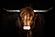 SF1764 Temp Glass w/Foil Highland Cow on Black (60x40) by Classy Art