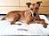 Savvy Doggy Pet Bed by Savvy Rest
