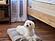 Organic Pet Bed with Washable Waterproof Cover by Naturepedic